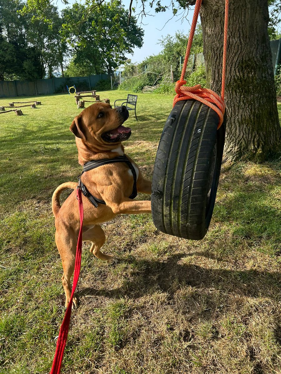 Dogs On The Streets tweet media