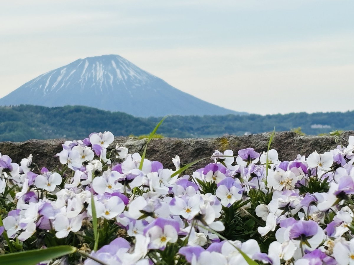 mayudog's tweet photo. 洞爺湖から羊蹄山が綺麗に見れました🗻
少しだけ雪が残ってますね〜

#北海道 #羊蹄山 https://t.co/ZDl3C55C90