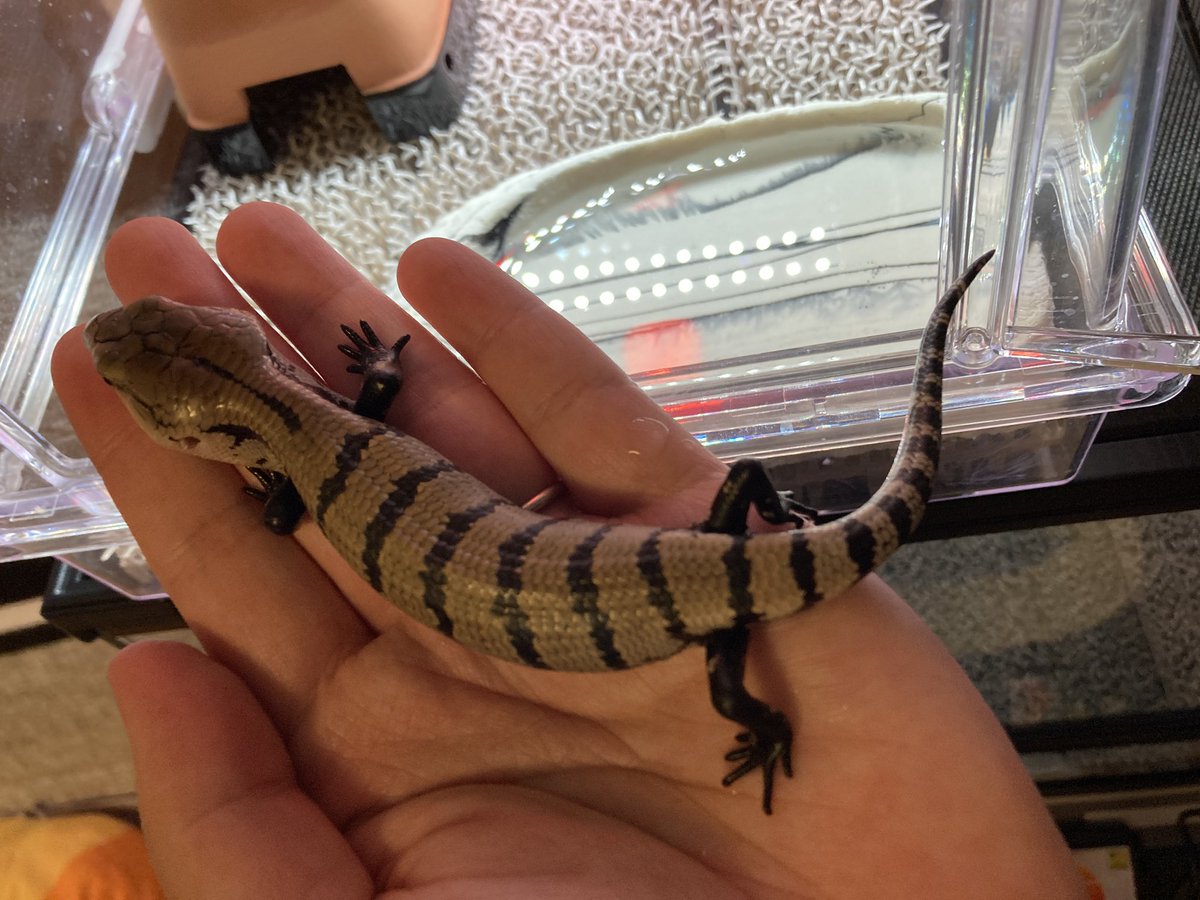 Namyu_Reptiles's tweet photo. 25周年記念中のaLiVe（ @aliveKojima ）さんで、ハルマヘラアオジタトカゲのベビーをお迎えしました！
（めちゃくちゃ小さくて可愛い！！！）

一旦環境は整えて、お水も飲んでくれました。
いまは暖かいエリアでぬくぬくしてます。

バンドが綺麗な個体で、色も若干抜けているとのことで成長が楽しみです！