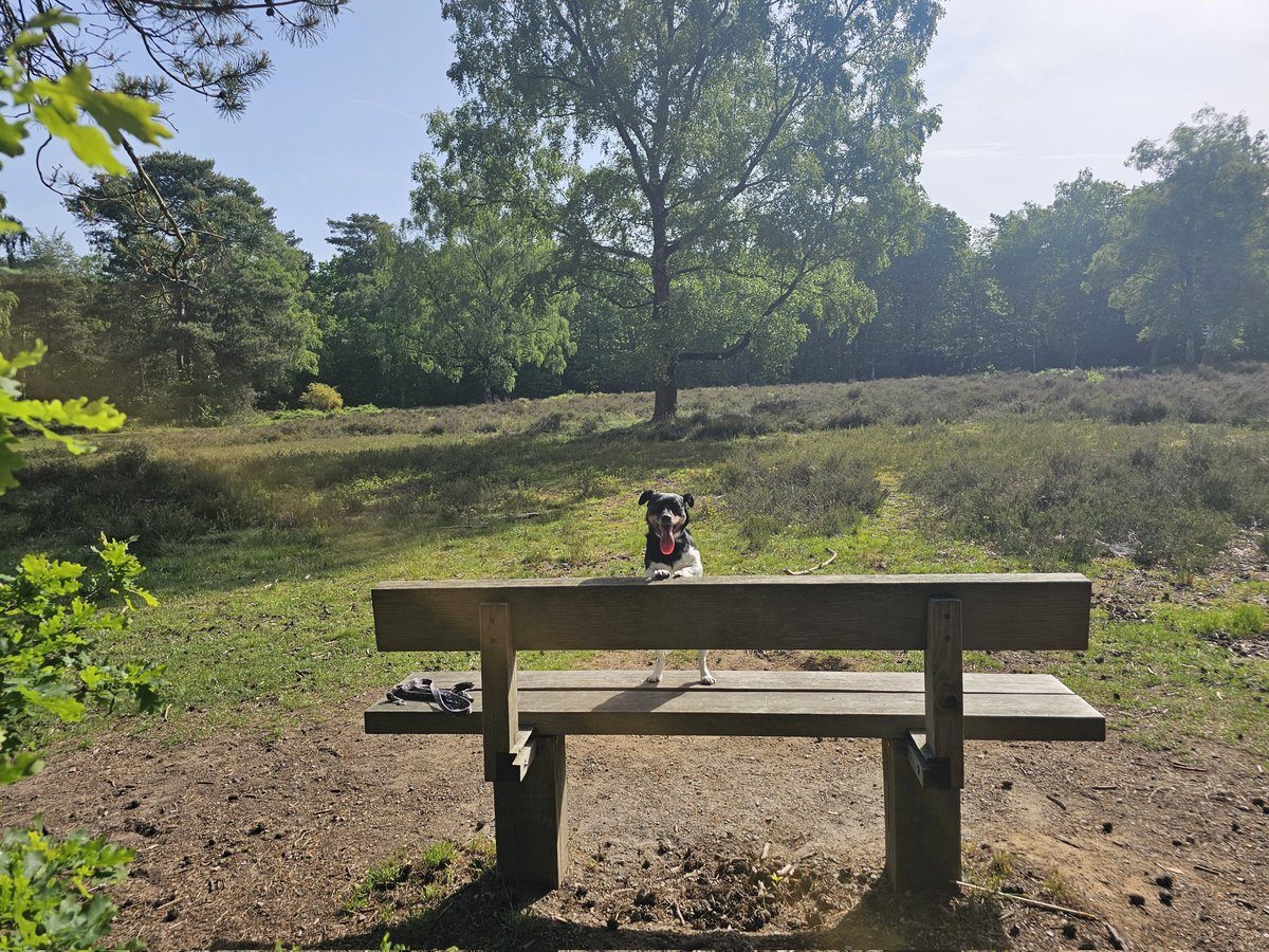 GeurtRoekel's tweet photo. Goedemorgen tropisch dagje vandaag!🌞#Bennekomseheitje @BuienRadarNL @pictureofNL https://t.co/Ja1BuDxfQa