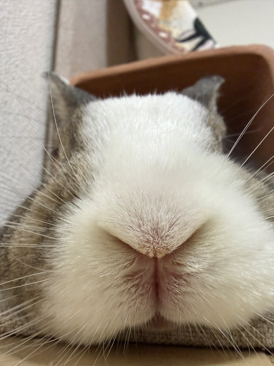 ちぃ🐰【飼い主もぅ】 tweet media