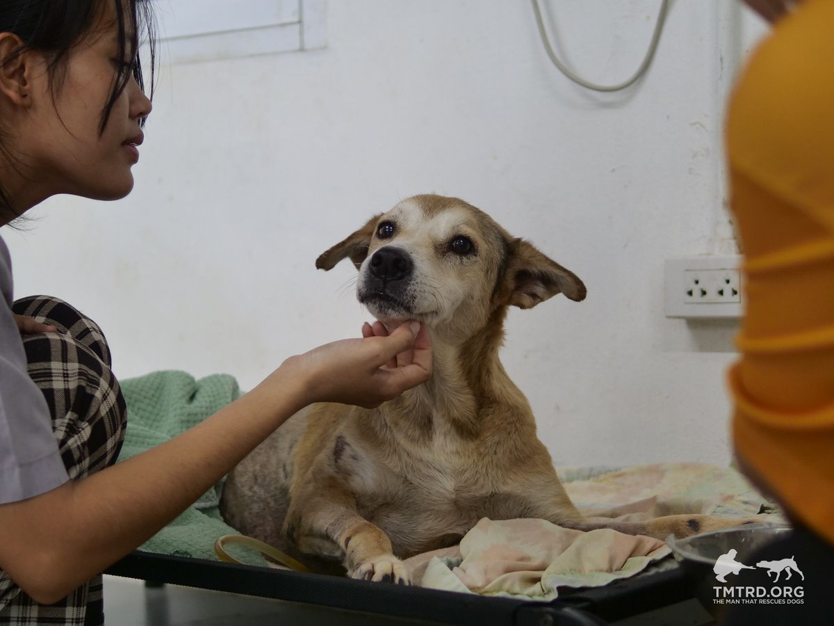 TMTRD - The Man That Rescues Dogs Foundation tweet media