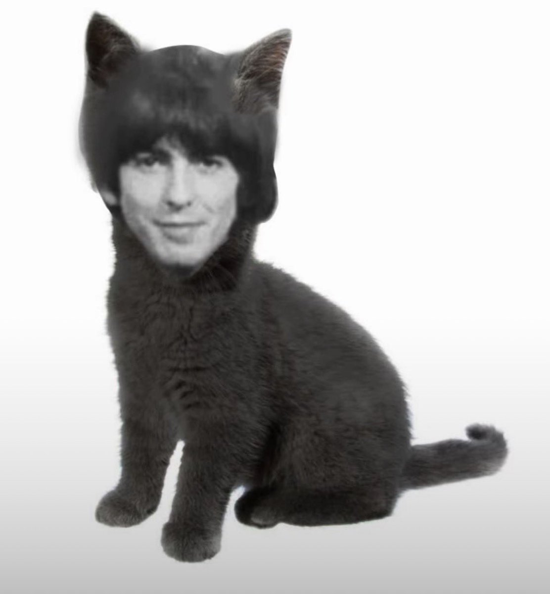 Daily George cat tweet media