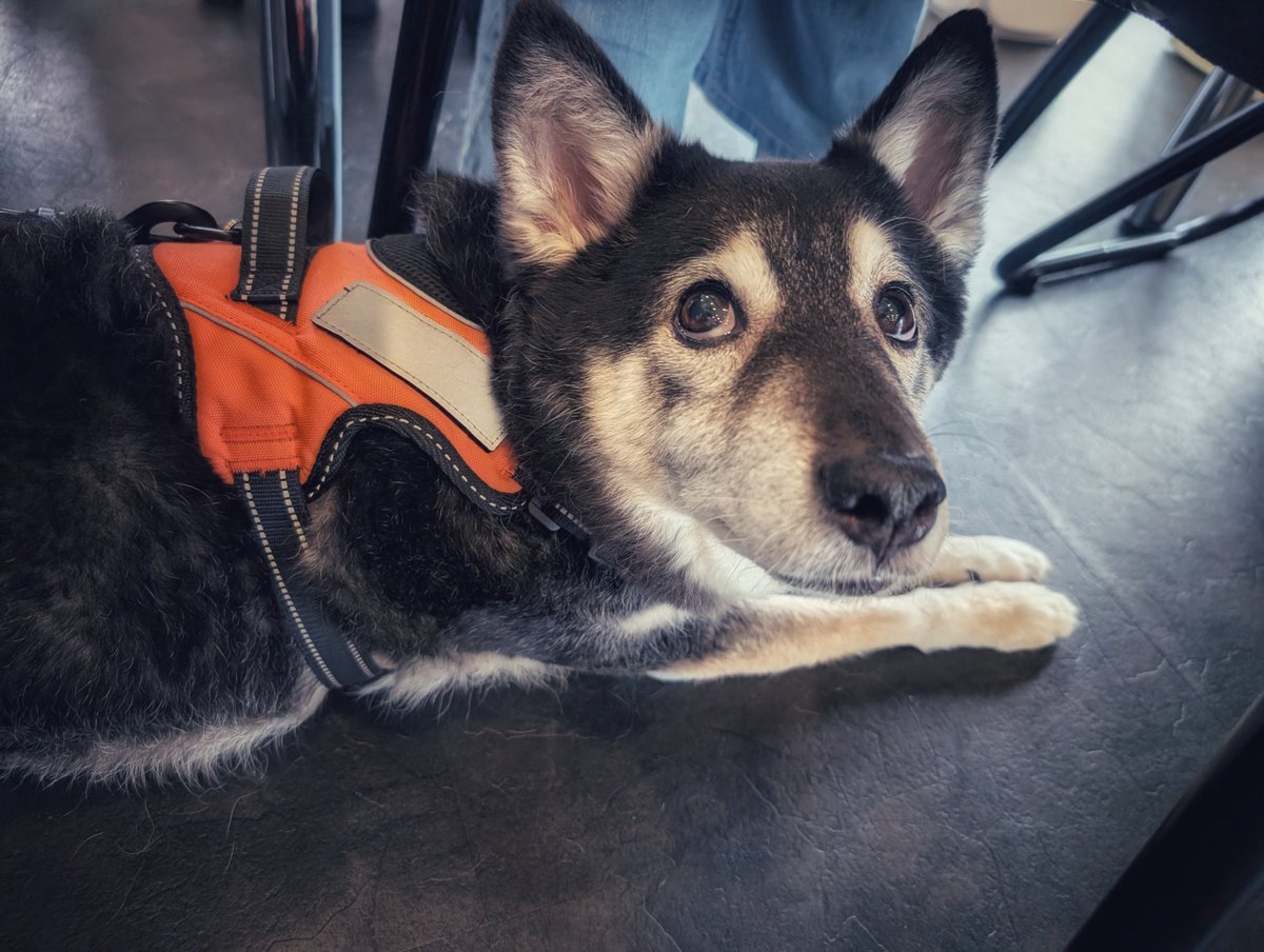 ROGIX_VR's tweet photo. Pup date🐕🐩 https://t.co/iFX2ATpVGv