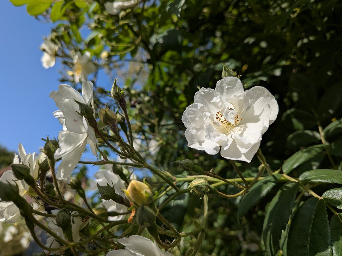 catecawley's tweet photo. 1st Battle of St Albans, #May 22 1455, beginning of the #WarsoftheRoses. In its time called The Cousins' War, in #Shakespeare's #HenryVI Part 1 1591-2 making a claim for the iconic naming, #scene 2.4 in the Temple #Gardens, the plucking of red & white #roses. https://t.co/Ak1JWz0e3O