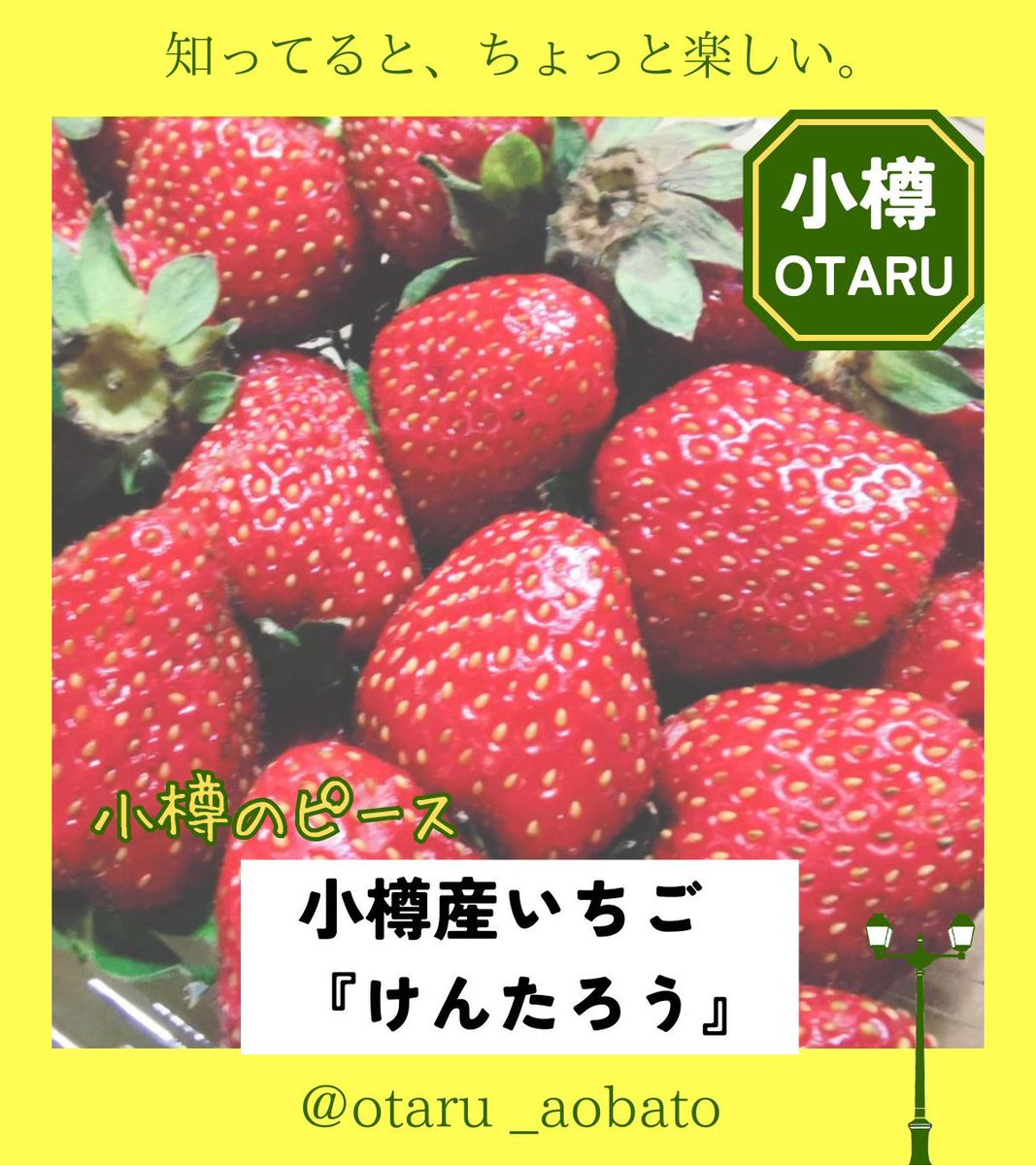 小樽アオバト情報局 tweet media