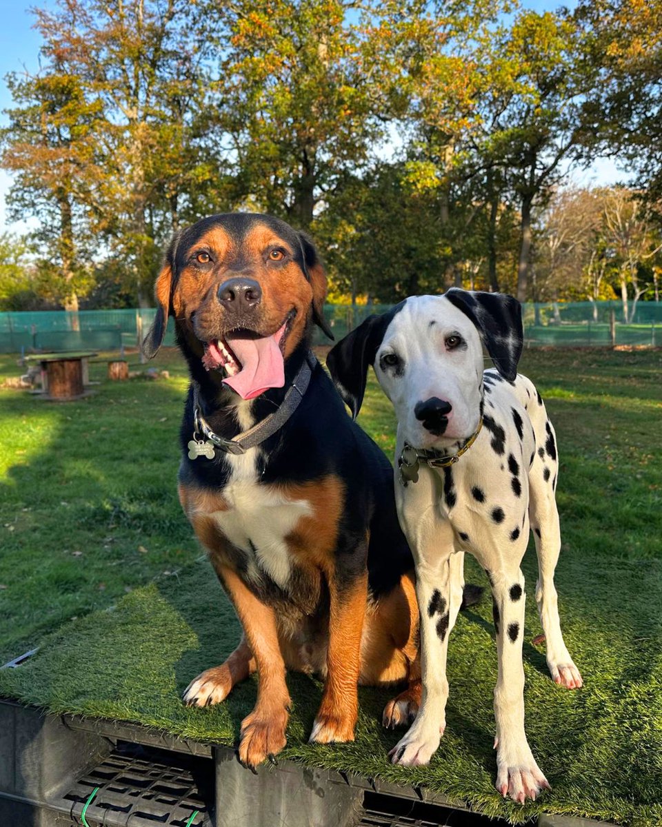 Dogs Trust 💛🐶 tweet media