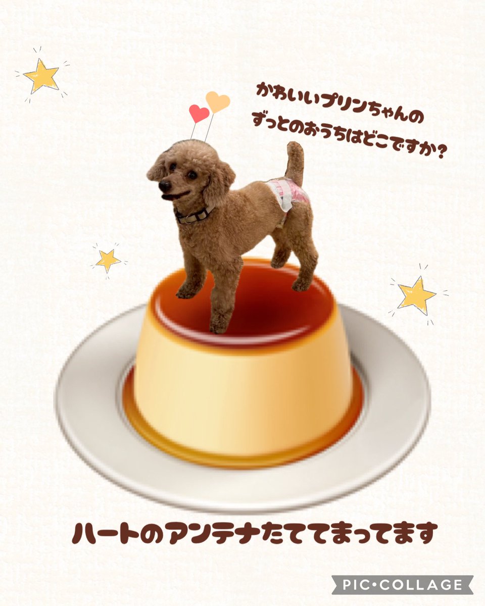 🐾 #里親募集中 🐾 にっこりえがおが素敵なおっとりマイペースのプリン
