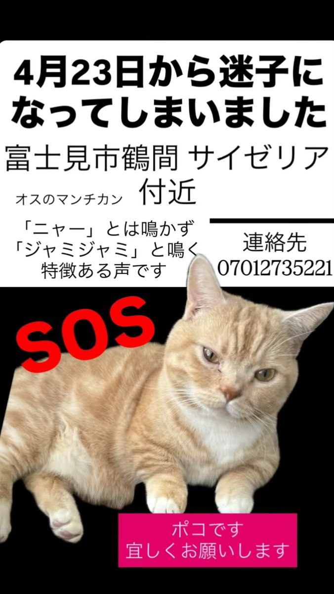 ANANotintin's tweet photo. 迷子になってしまいました見かけた方がいたらDMください。 #猫迷子猫 #埼玉県富士見市鶴馬 https://t.co/kqTLnhZ4gD