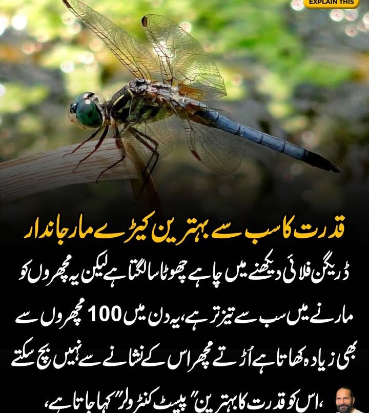 بندر تماشا tweet media