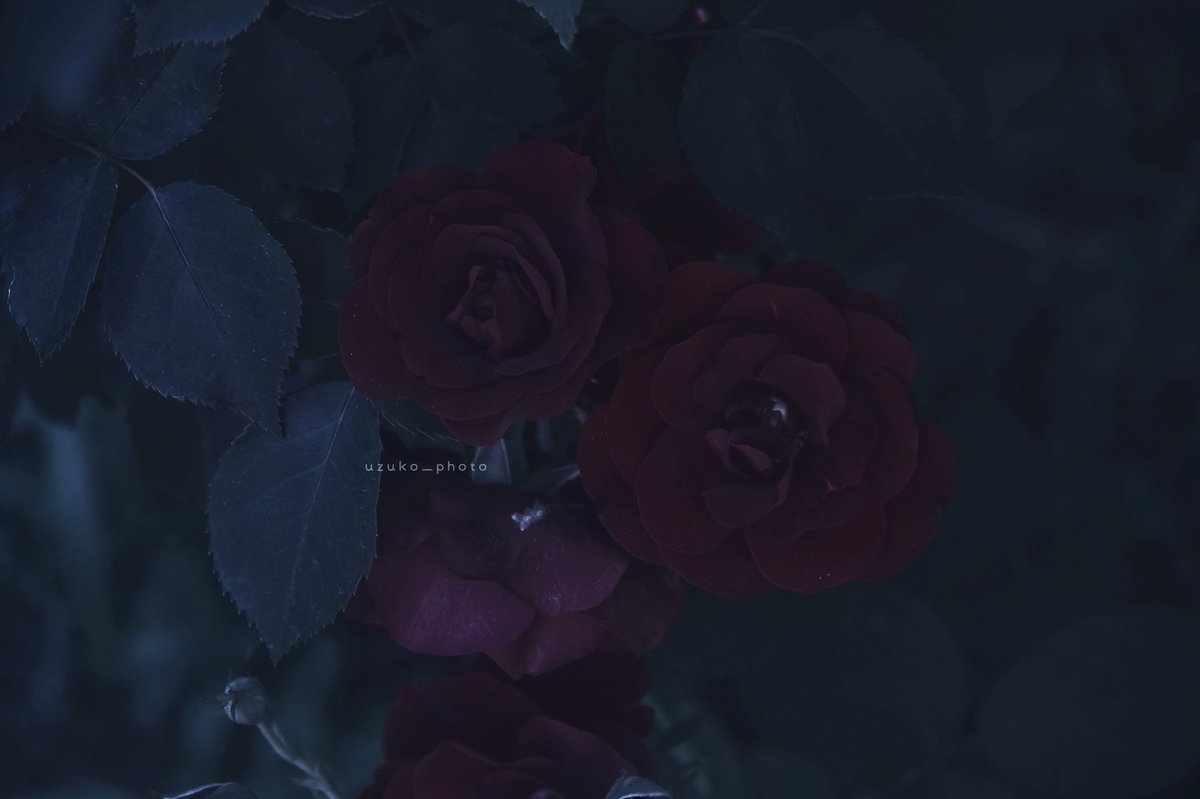 うずこ/𝚄𝚣𝚞𝚔𝚘 tweet media