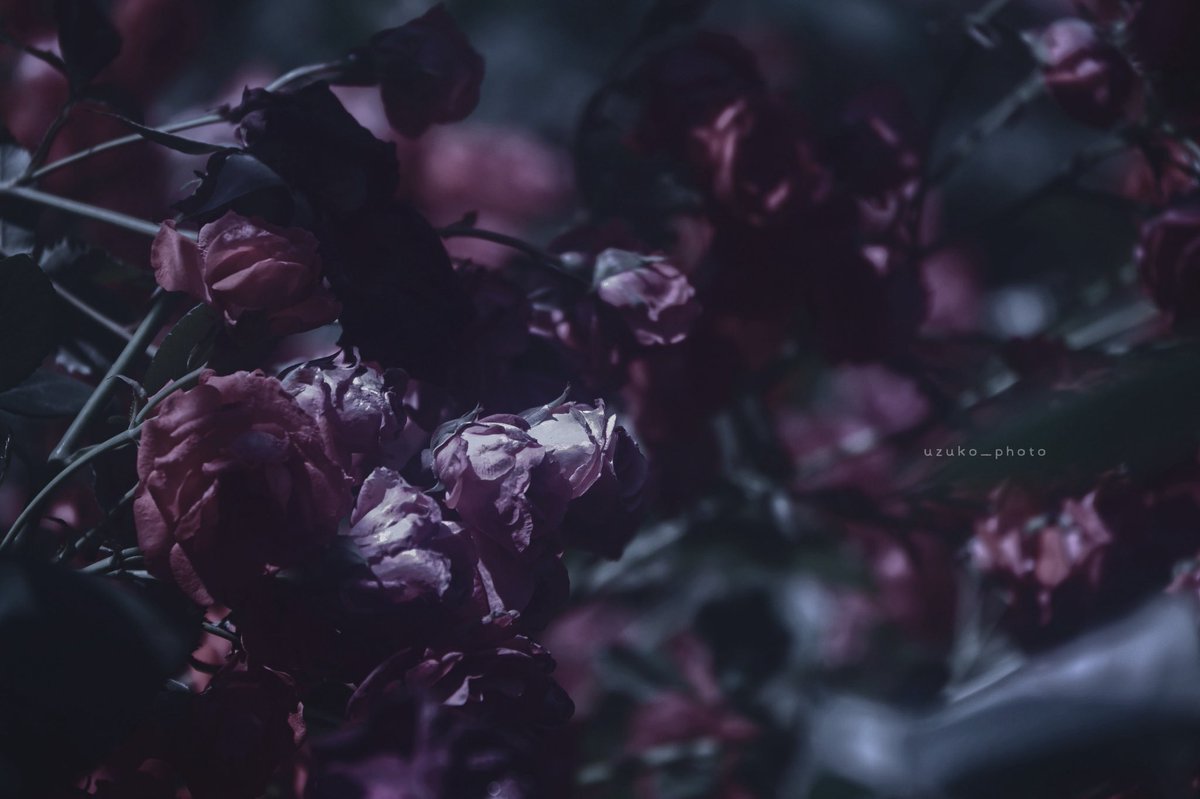 うずこ/𝚄𝚣𝚞𝚔𝚘 tweet media
