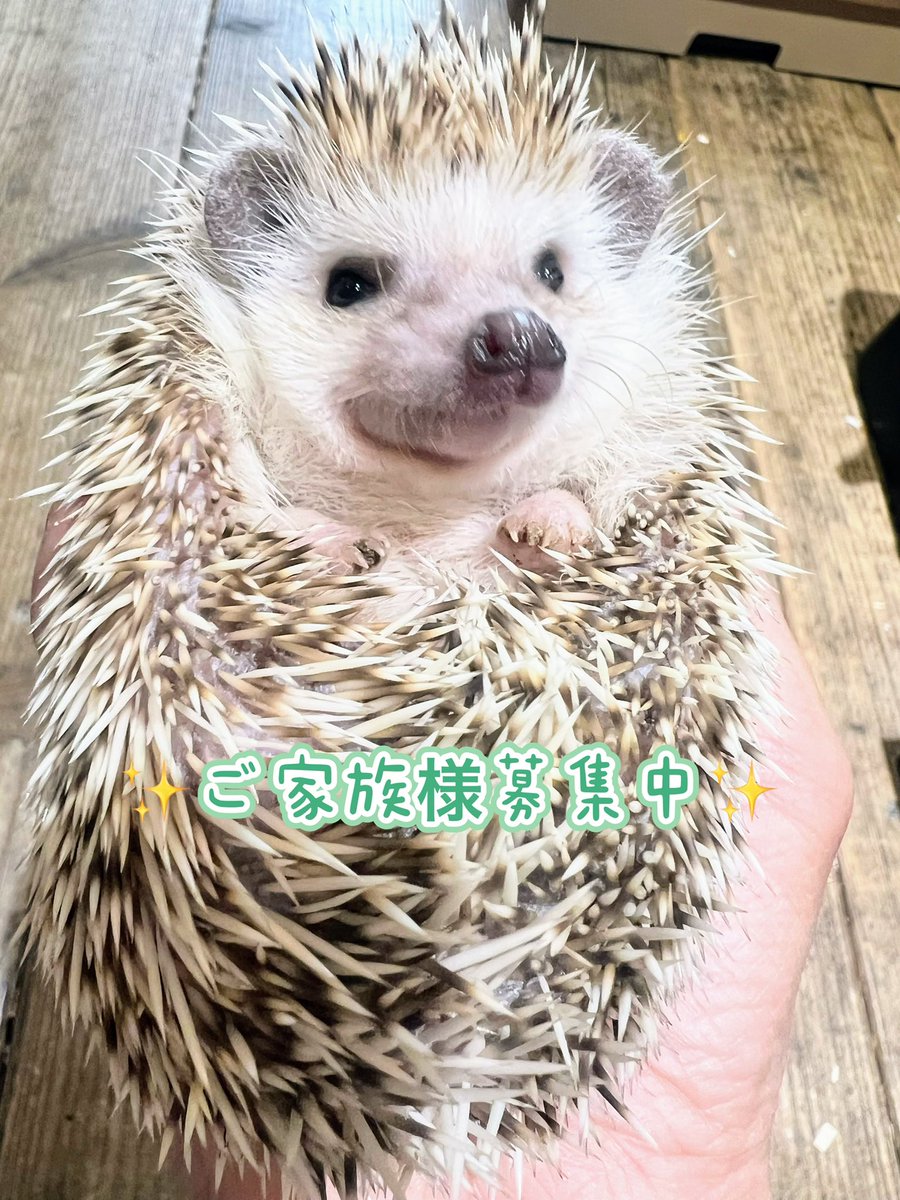 ✨ご家族様募集中✨ ハリネズミ🦔【ブラウン】 女の子❤️ むちころ