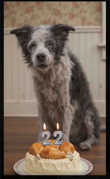 Best in Dogs tweet media
