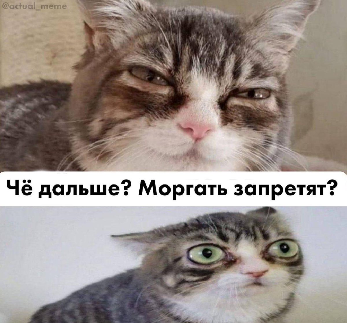 Nikolay Ostrovsky tweet media