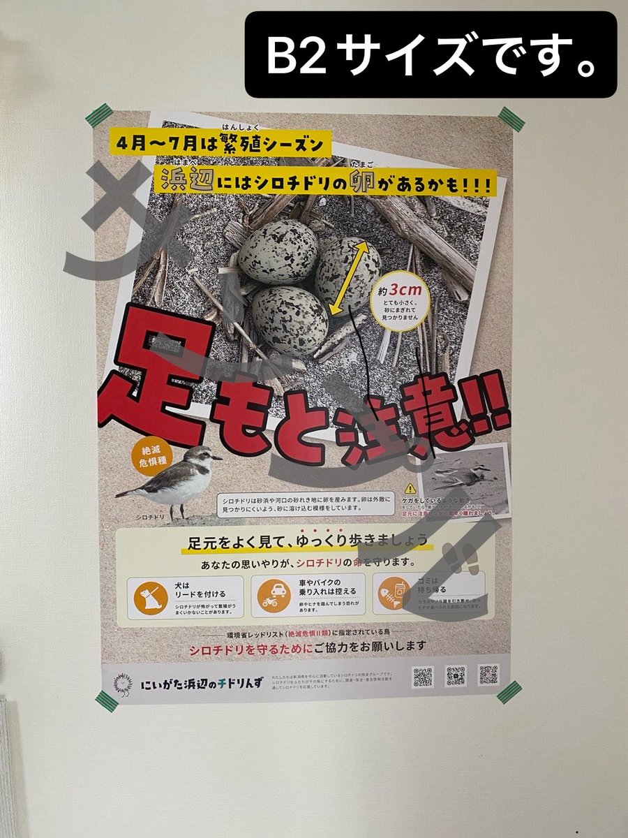 にいがた浜辺のチドリんず tweet media