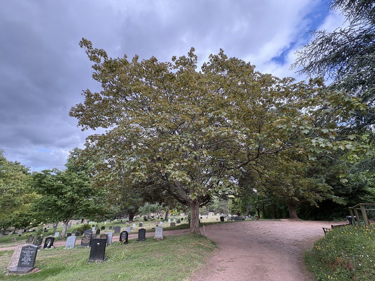 Exeter Trees tweet media