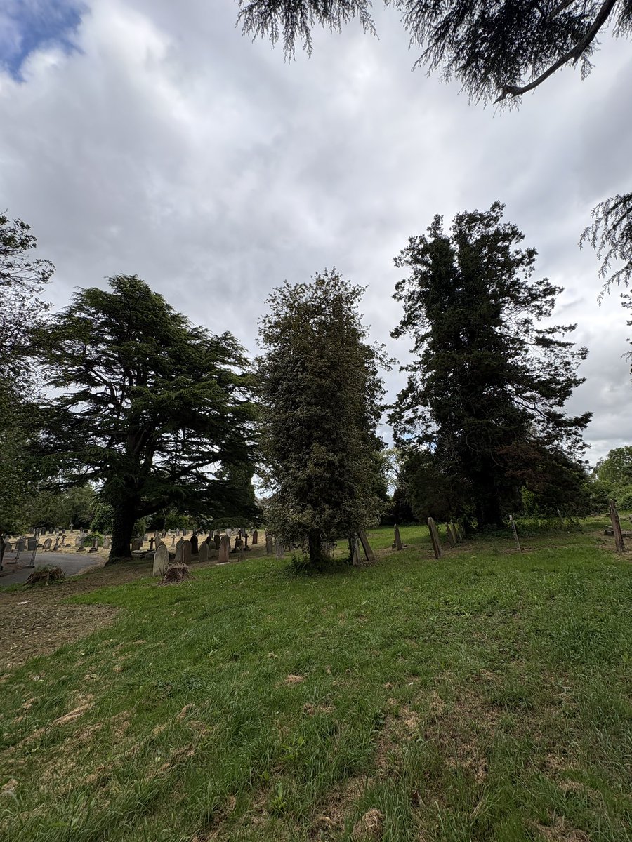 Exeter Trees tweet media
