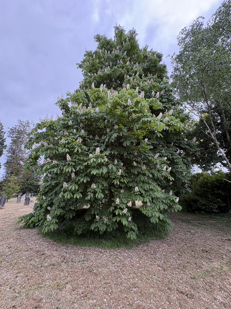 Exeter Trees tweet media