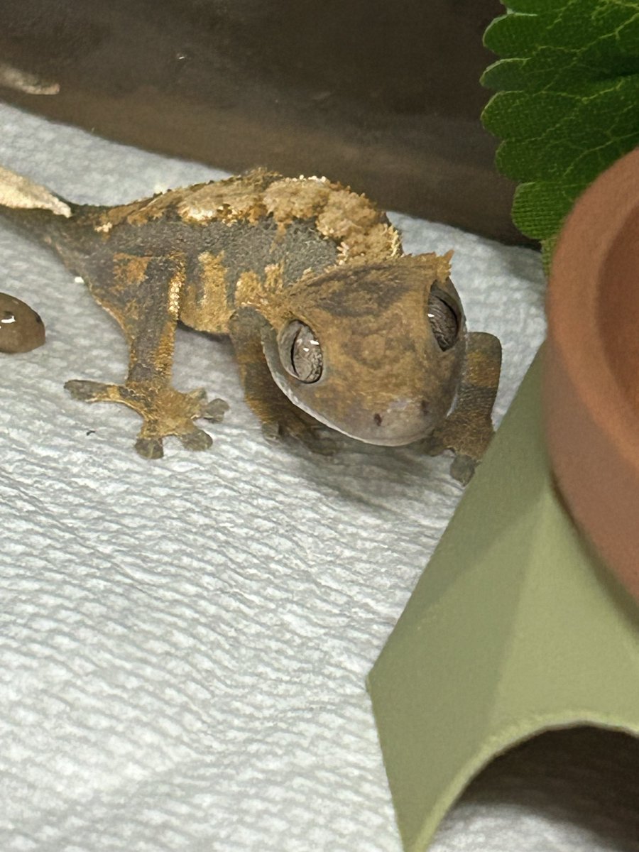 REikaMIyan's tweet photo. 先週のJH名古屋にて
@animalareaHARU 様で
念願のクレスお迎え🥰
成長が未知数で楽しみ🤩
＃クレステッドゲッコー
＃爬虫類好きと繋がりたい https://t.co/ftKihjwMAe