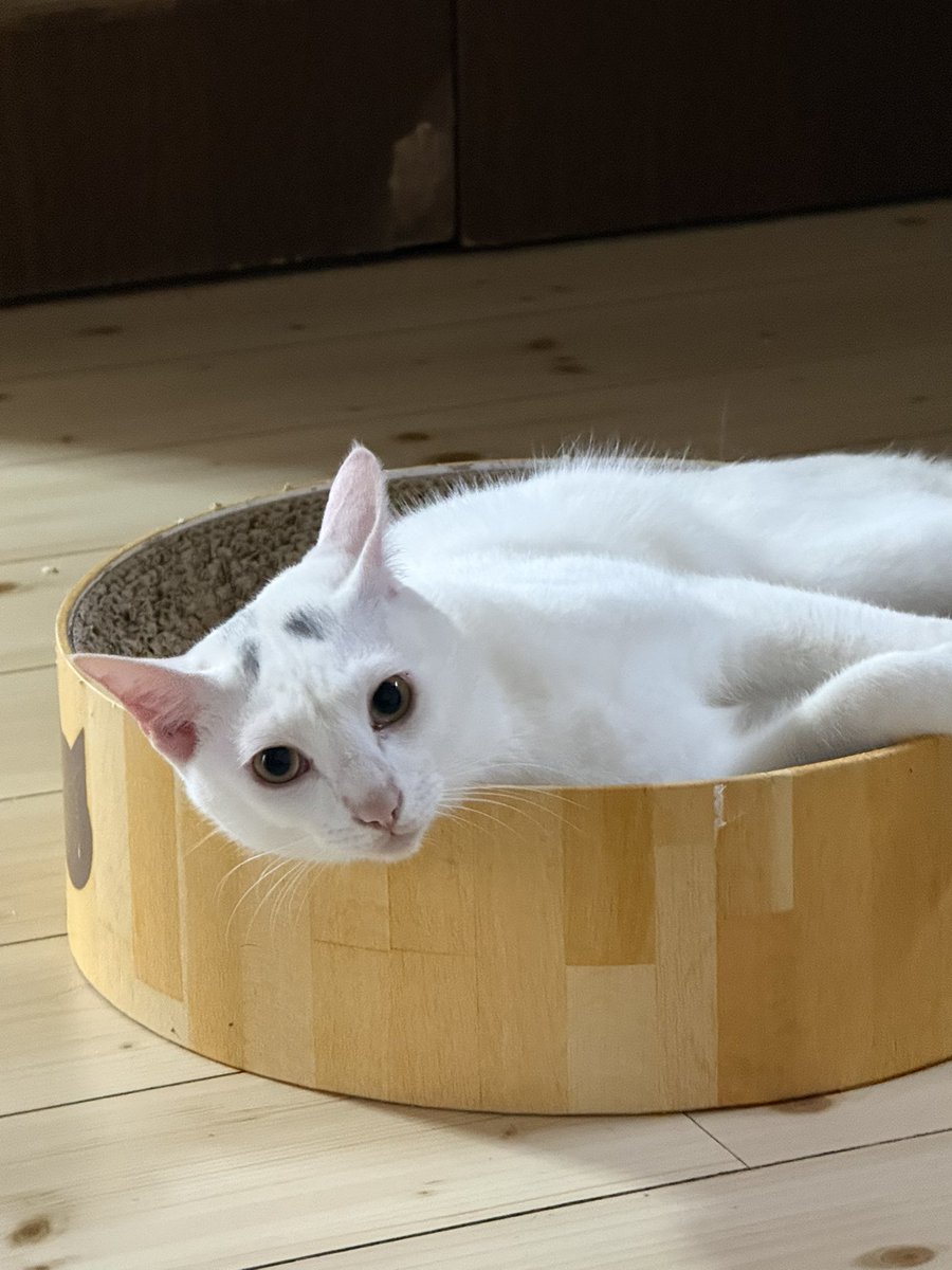 おーちゃん(またまたのんびり満喫中) tweet media
