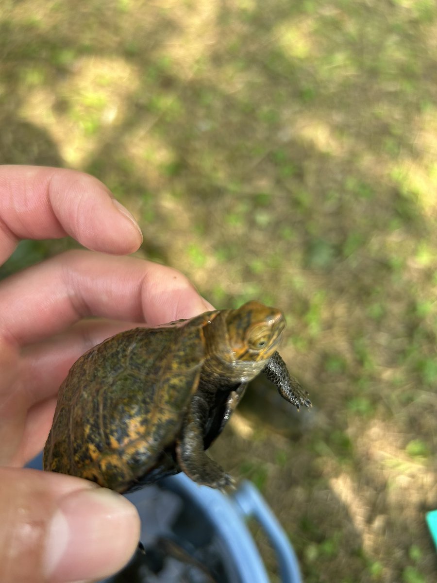 LikeTortoise's tweet photo. イシガメを2匹捕まえました。1枚目の目が普通のイシガメと違う？交雑種なのか？それともイシガメにもそういう目のカメがいるのか？ご存知の方教えていただきたいです🙇
#イシガメ
#カメ https://t.co/v7GDmrk3ln