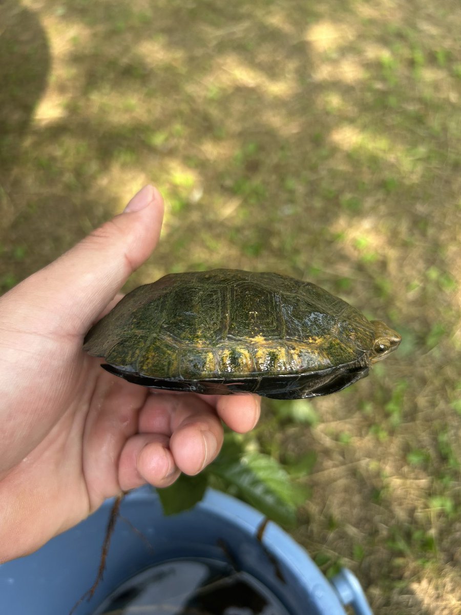 LikeTortoise's tweet photo. イシガメを2匹捕まえました。1枚目の目が普通のイシガメと違う？交雑種なのか？それともイシガメにもそういう目のカメがいるのか？ご存知の方教えていただきたいです🙇
#イシガメ
#カメ https://t.co/v7GDmrk3ln