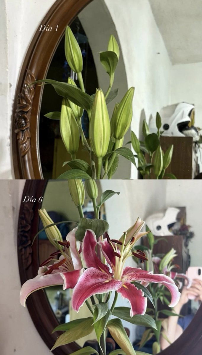 mar_grrrr's tweet photo. q bella experiencia ver las Lilys florecer https://t.co/Se2GYC3Nvv