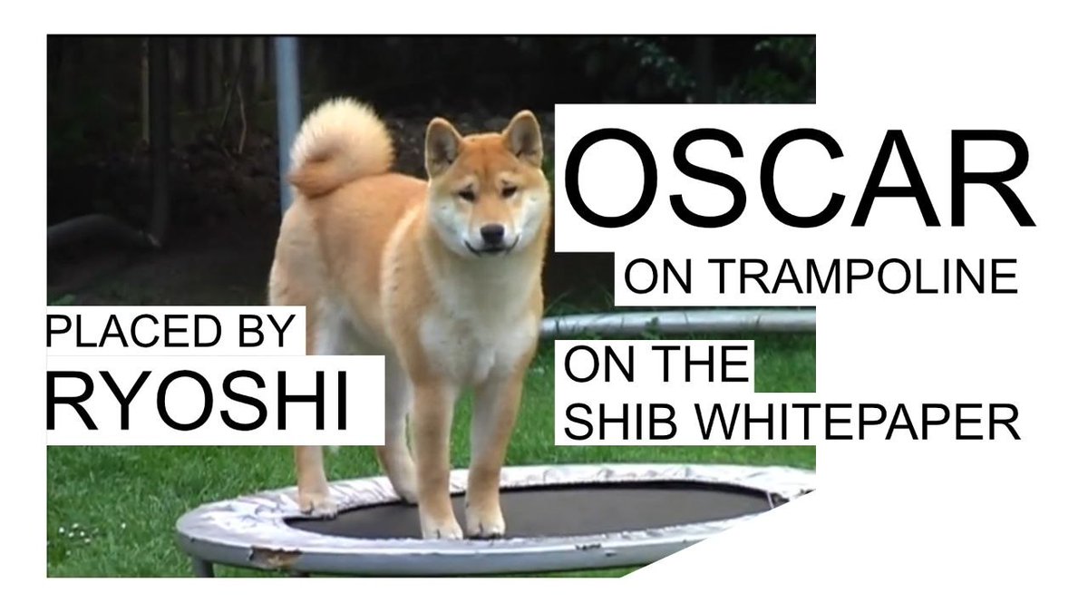 Oscar OG Shiba Inu tweet media