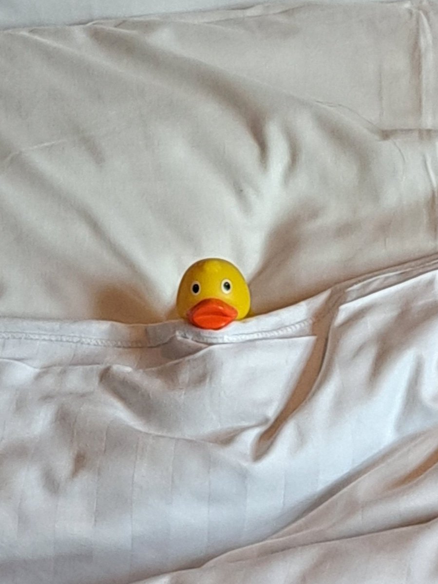 Wayne_Pen_Owens's tweet photo. The mysterious duck had a good night's sleep at the #SRIA High Council meeting. https://t.co/A62GHCB7iW