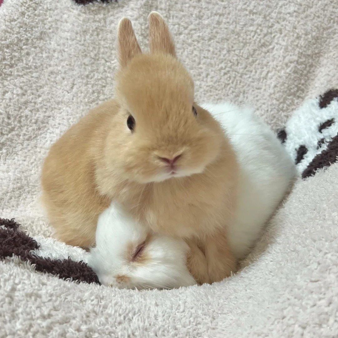 Why you should have a rabbit tweet media