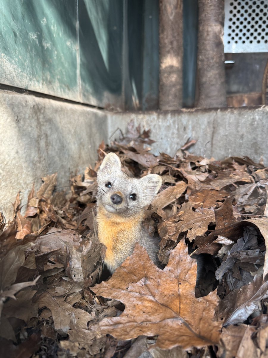 旭川市旭山動物園［公式］ tweet media