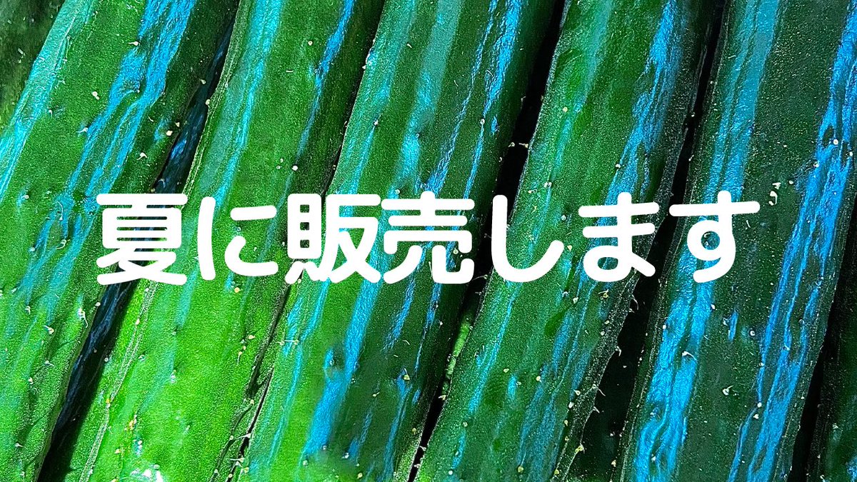 〇〇に来なさい？ キュウリを買いなさい🥒