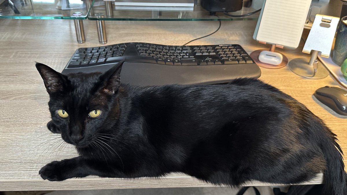 Rolf the University of Warwick Campus Cat tweet media