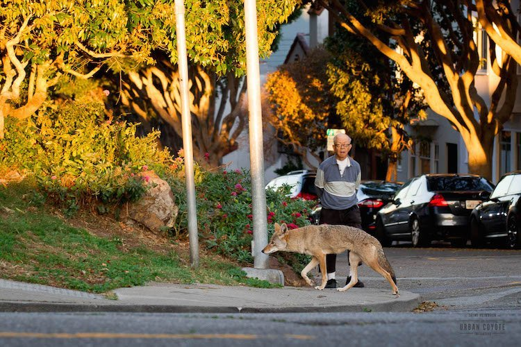 yichc19's tweet photo. Before researching coyotes, I honestly assumed they were dangerous to people. Learning that most conflicts are preventable really changed how I think about them. Understanding behavior seems more helpful than fear. 
#60animals #Coyotes https://t.co/A3qxqkgnej