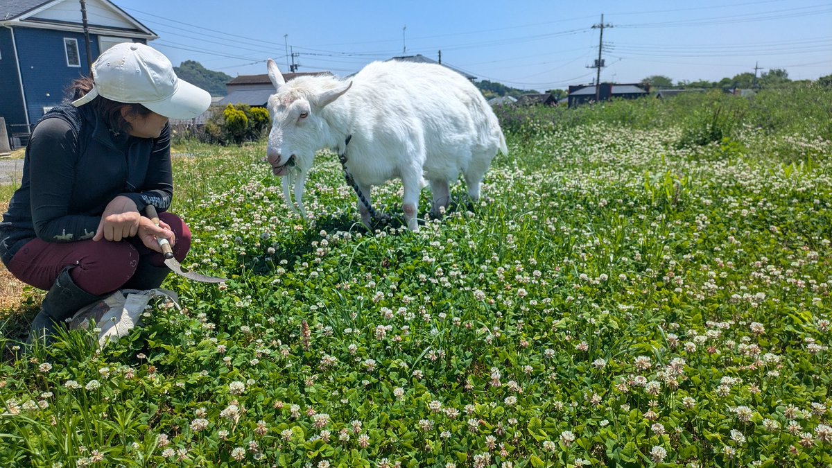 シロツメクサの花畑とヤギオ様。 青い空、白く輝くヤギオ様、緑の草