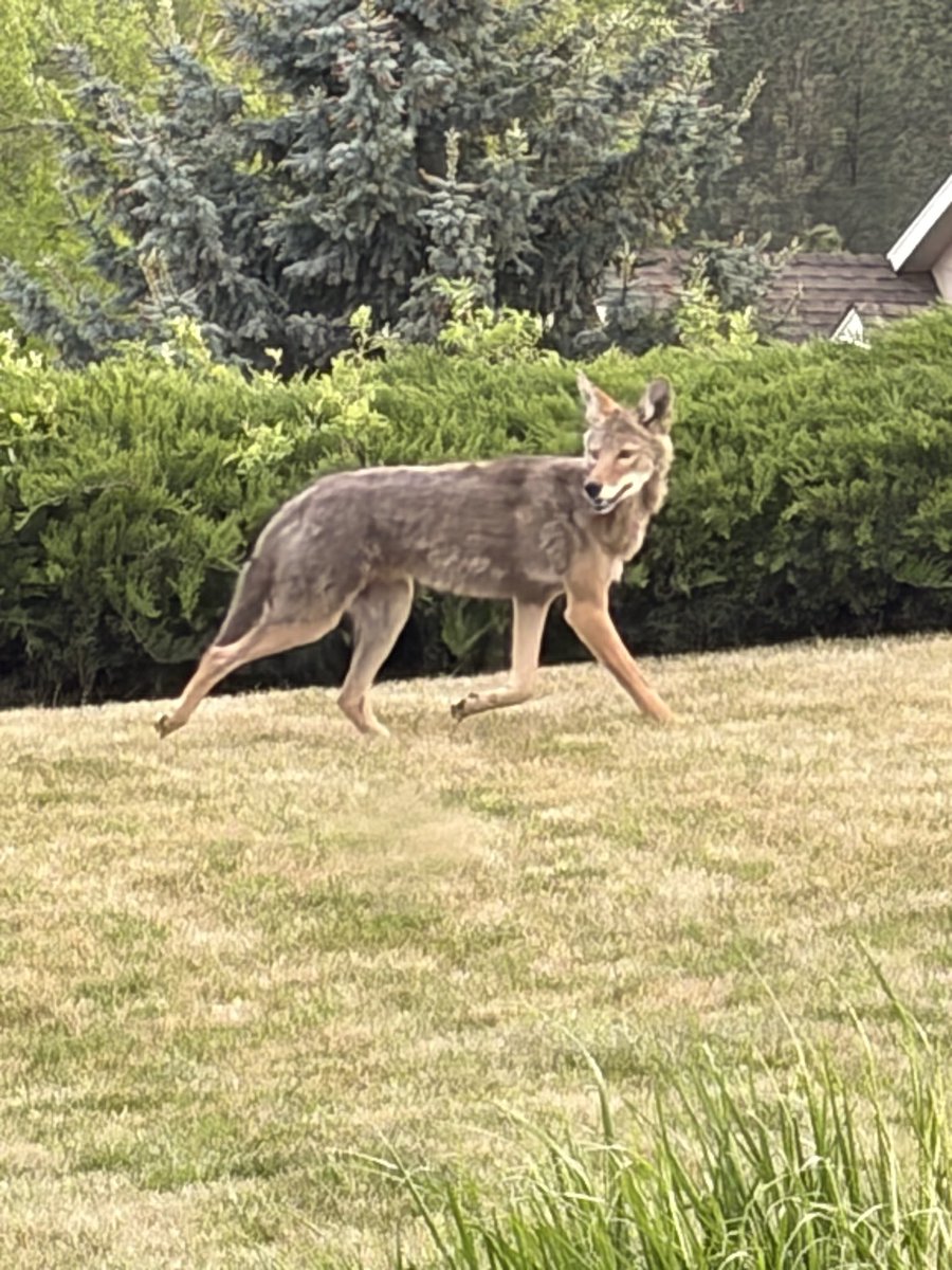 SpokaneCPA's tweet photo. North side Spokane visitor https://t.co/GBkDho1Yo9
