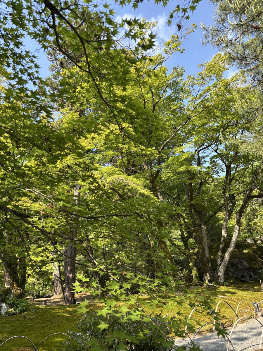 hogonin's tweet photo. 新緑の季節、庭園が青もみじにおおわれています。緑 緑 緑

#宝厳院　#新緑　#青もみじ
#春の特別拝観　#嵐山　#天龍寺
＃そうだ京都行こう https://t.co/LmNzR409ek