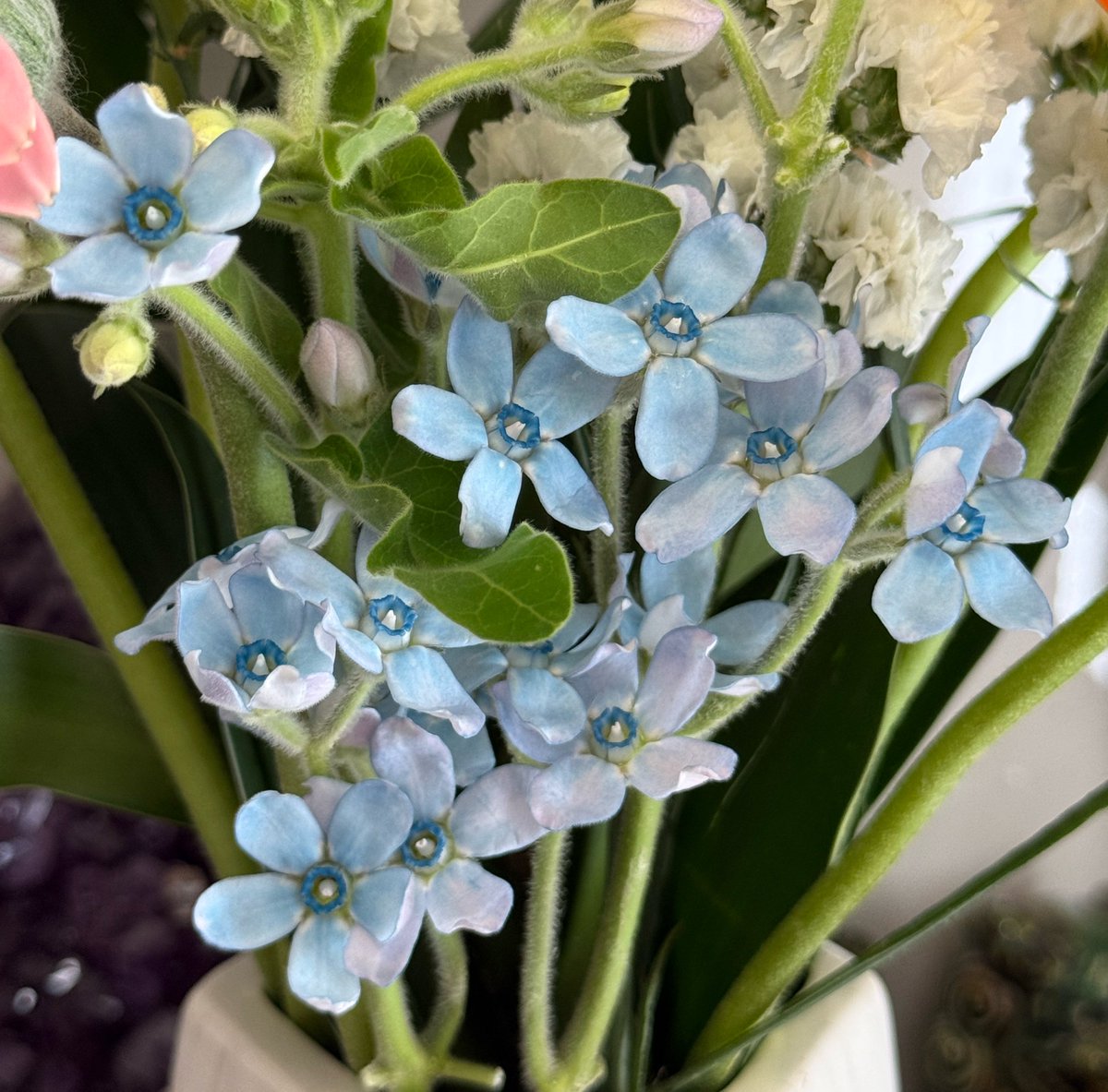 7respect_smami's tweet photo. 5月16日 土曜日

ブルースター
星の形をした美しい青い小花
花言葉
幸福な愛
信じ合う心
星の精 
相変わらずの絶賛低浮上ですが
日々思っています
元気かな
眠れてるかな
ゆっくりおやすみできてるかな
願わくば電池が切れないうちに
また優しい笑顔がみたいです💙
 #世界に一つだけの花
 #SMAP https://t.co/XhmQj2HruO