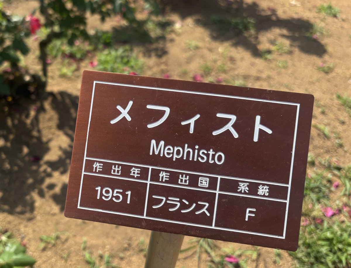 わたぬき☁️ tweet media