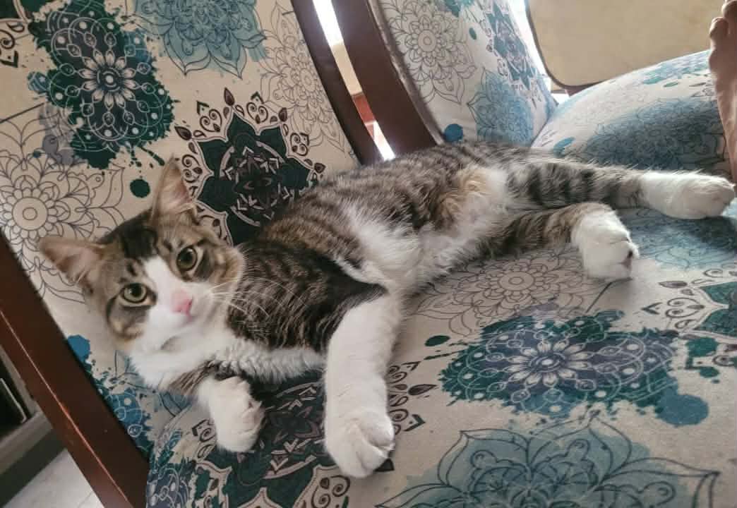AlertaMePerdi's tweet photo. #PERDIDO #GUAYAQUIL
Nombre: #Nermal
Fecha: 2026-05-14
Sector: Norte, Cdla. Rosales 2
Sexo: Macho
Raza: Romano
ObservaciΓ³n: Colita parecida a una ardillita
Contacto: 0989684459
Β‘AyΓΊdalo a volver con su familia!
#AlertaMePerdΓ https://t.co/tvVXYNfALP