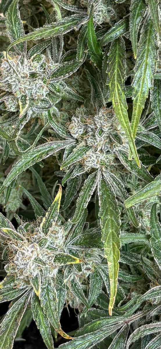 Ohio Grows Organic tweet media