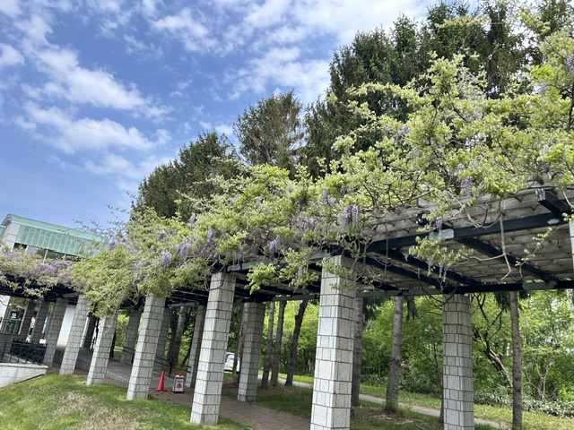 maedamaster's tweet photo. 展望ラウンジ近く藤棚の様子です。フジもエリアによっては綺麗に咲き始めており、来週末には見頃となっているフジもありそうです。前田森林公園の藤棚では、全体的にいっせいに見頃をむかえるというよりスポットでエリアごとに見頃をむかえていきます。 https://t.co/OciUgxgnVA