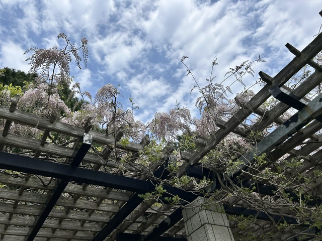maedamaster's tweet photo. 展望ラウンジ近く藤棚の様子です。フジもエリアによっては綺麗に咲き始めており、来週末には見頃となっているフジもありそうです。前田森林公園の藤棚では、全体的にいっせいに見頃をむかえるというよりスポットでエリアごとに見頃をむかえていきます。 https://t.co/OciUgxgnVA