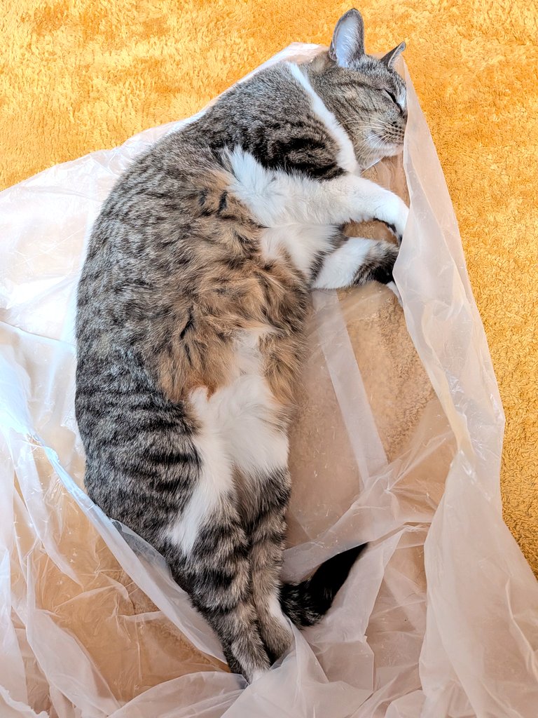 📌𝕏コミュニティ𓃠猫၈集会場𓃠今日のニャンコ🐱