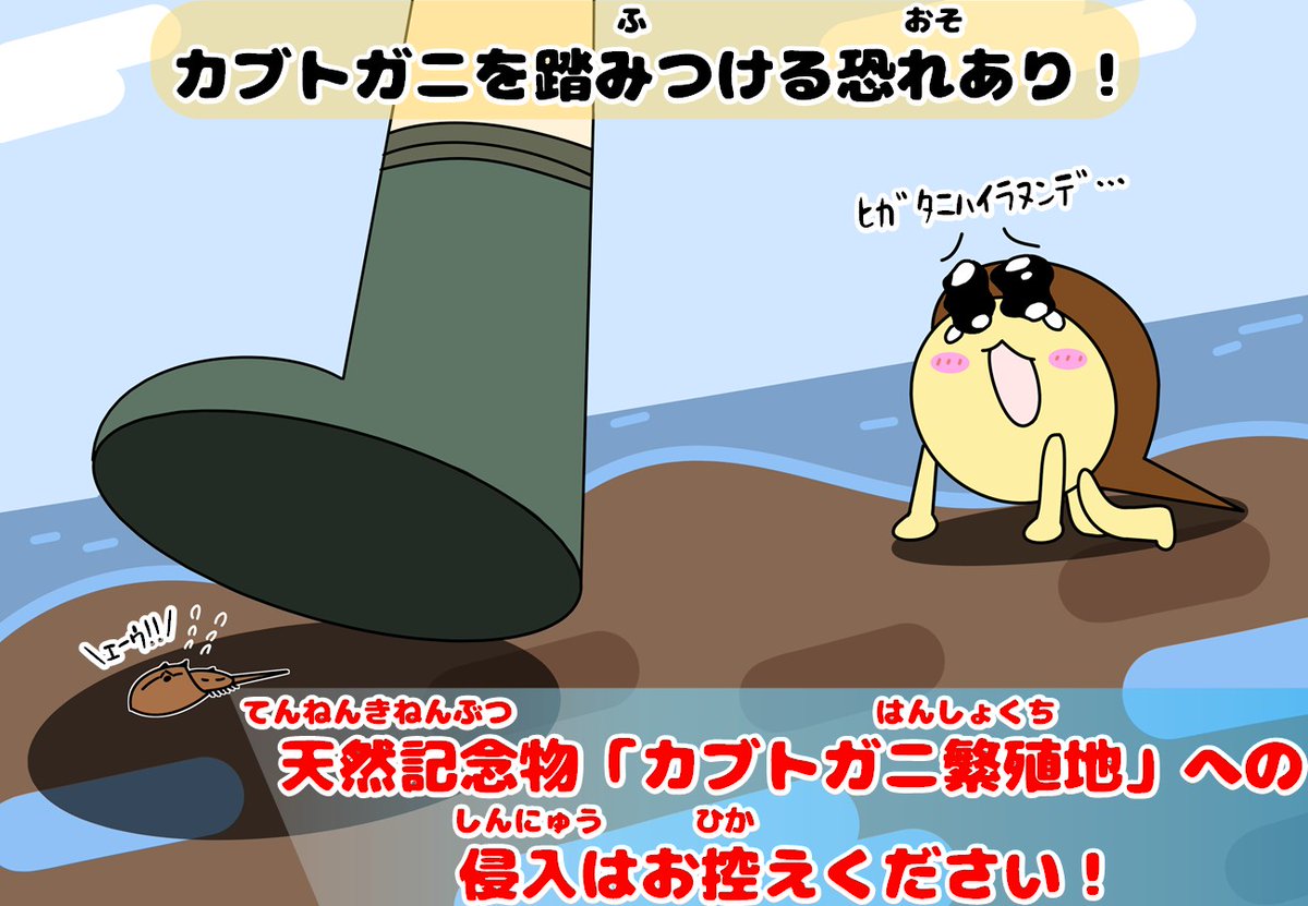 笠岡市立カブトガニ博物館【公式】 tweet media