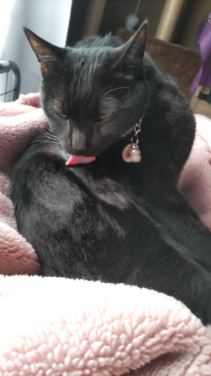 黒猫ちび太くん&ばぁば tweet media