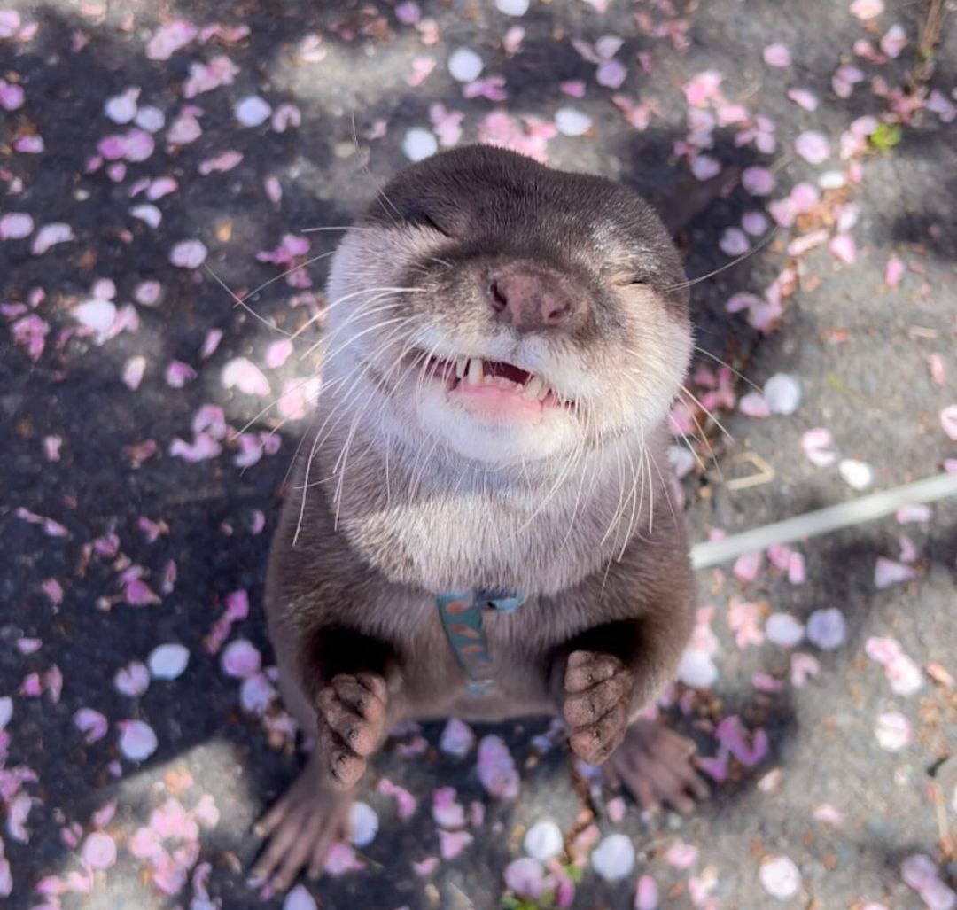 fan_club_otter's tweet photo. So beautiful 😍 https://t.co/HA9vky5WhK