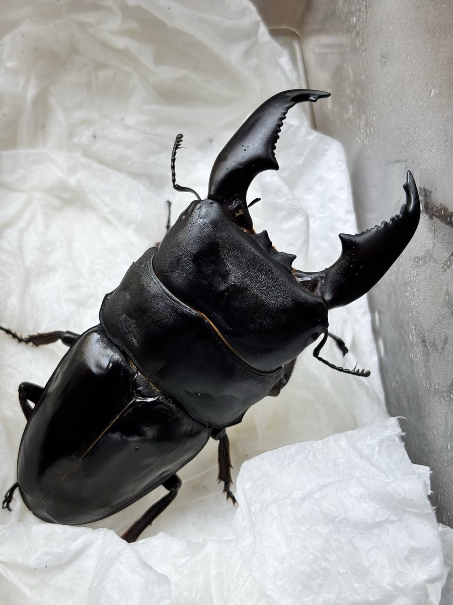 shokichi_303's tweet photo. 設営完了🔥世子IGライン105.2ミリペアを協賛させて頂きました🔥　

世子は103〜107UPを追加、マナドヒラタ（アンバン山）の貴重なＦ1個体オス単品を並べております🙇‍♂️ 

※ガラポンは現金のみとなります🙇‍♂️

是非ガラポン大会を盛り上げて頂けると幸いです🙇‍♂️それでは皆様お待ちしております🙇‍♂️ https://t.co/H3klQZvUqG