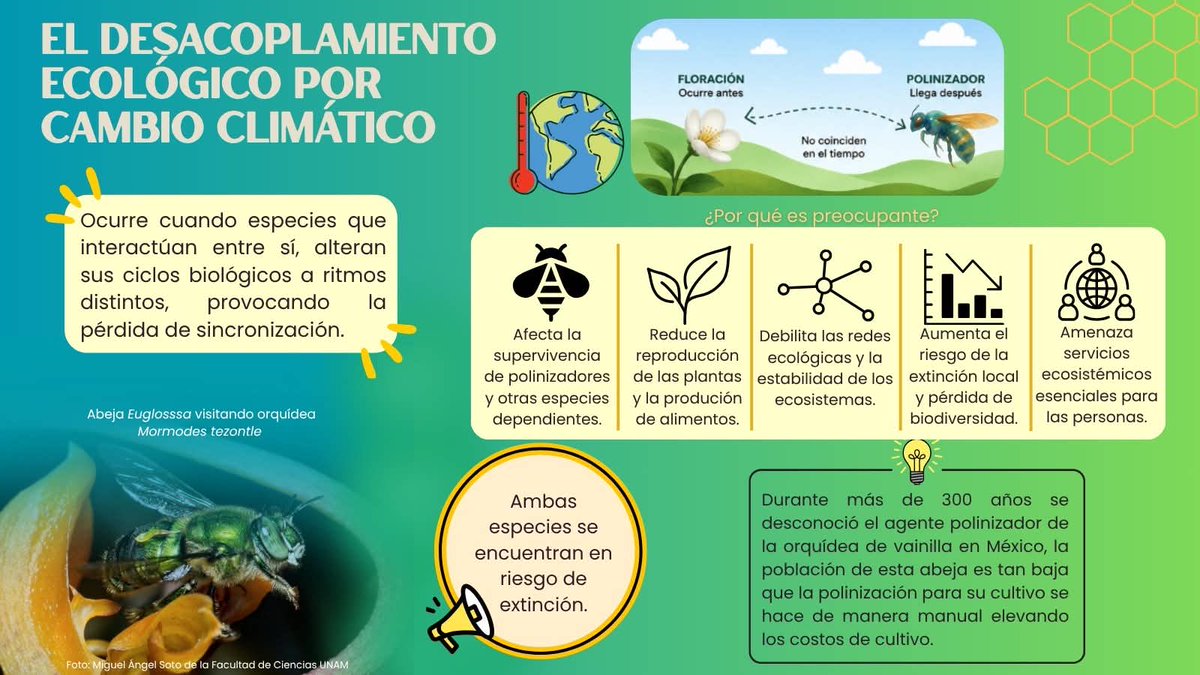 UNAM_PINCC's tweet photo. Ante el cambio climático, las alteraciones en las temperaturas y las lluvias desfasan la floración, dejando a nuestras polinizadoras sin alimento y a nuestros ecosistemas sin su motor de vida🐝

Proteger a las abejas no es solo salvar a una especie; es asegurar la biodiversidad✨ https://t.co/rKJpw9yIY7
